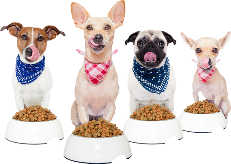divi-plus-pet-care